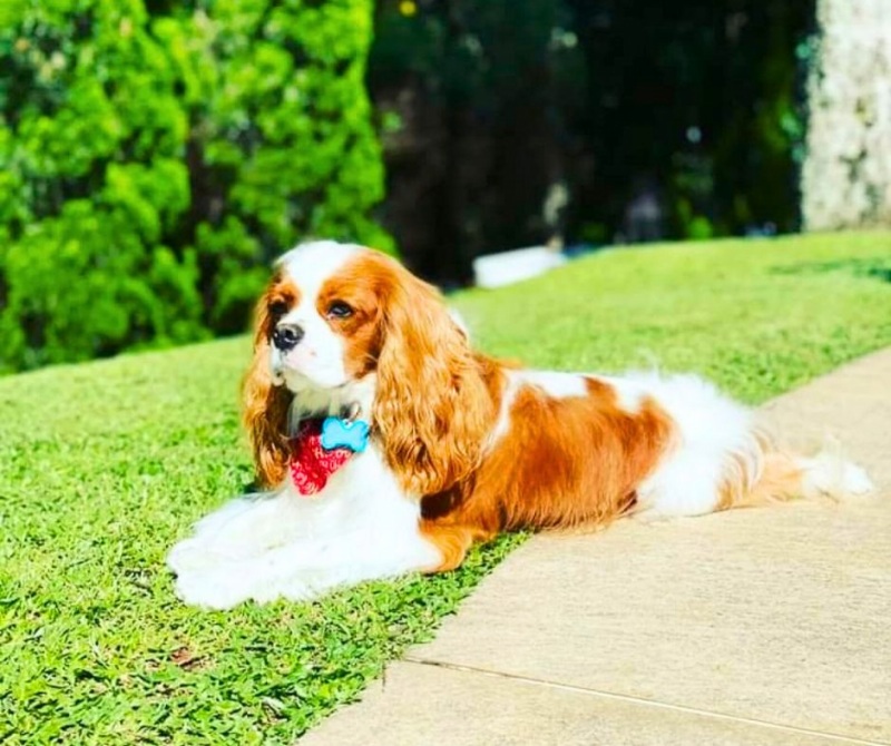 O Cavalier King Charles Spaniel é o seu melhor amigo?