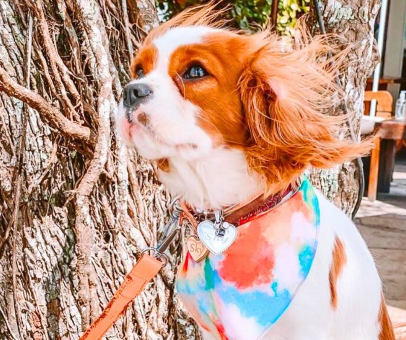 O Cavalier King Charles Spaniel gosta do calor?