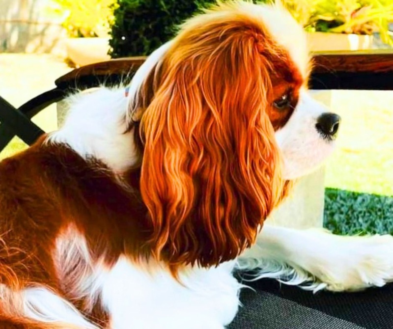 Como é adestrar um Cavalier King Charles Spaniel?