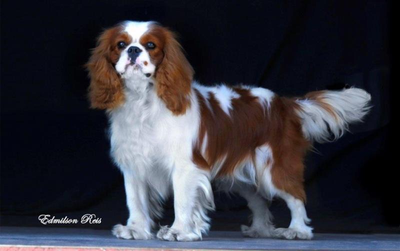 Conheça algumas características do tronco e membros do Cavalier King