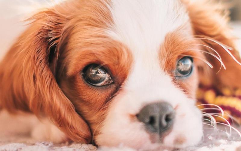 O Cavalier King Charles Spaniel é a raça perfeita para você