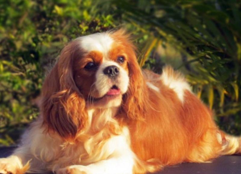 Cavalier King Charles Spaniel - Cores da pelagem