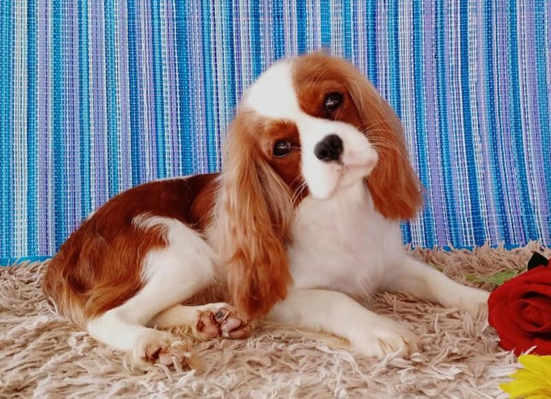 Cavalier King Charles Spaniel - Um cão inteligente