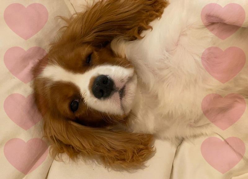 Saiba como é a personalidade do Cavalier King Charles Spaniel