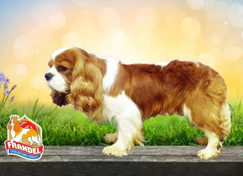 Como tosar um Cavalier King Charles Spaniel?