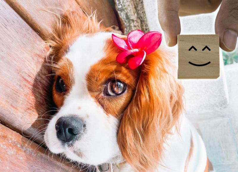 Como é o comportamento do Cavalier King Charles Spaniel?