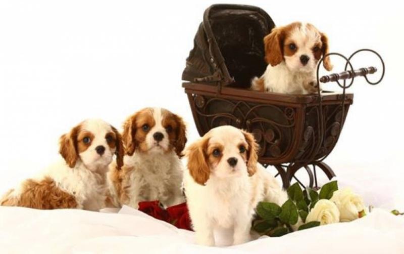 Porque ter um Cavalier King Charles Spaniel?