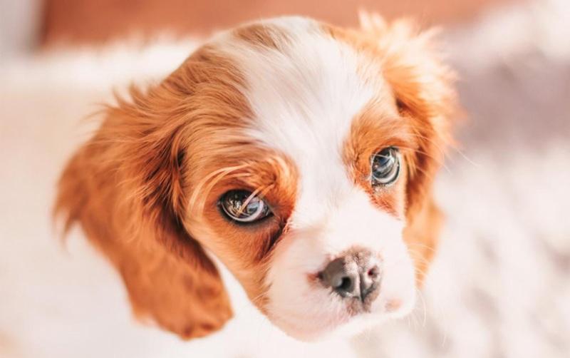 É fácil adestrar seu Cavalier King Charles Spaniel?