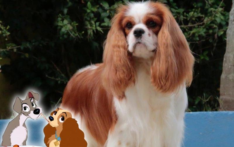 Curiosidades da mídia sobre o Cavalier King Charles Spaniel