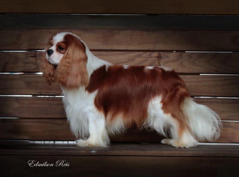 Cuidados com a pelagem do Cavalier