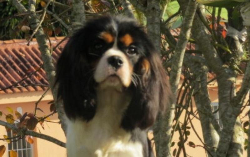 O Cavalier King Charles requer espaço?