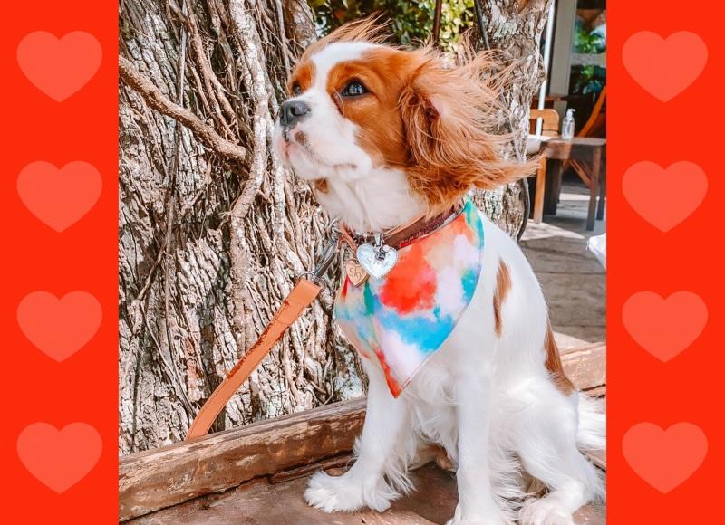 Cavalier - um cãozinho perfeito para o seu filho