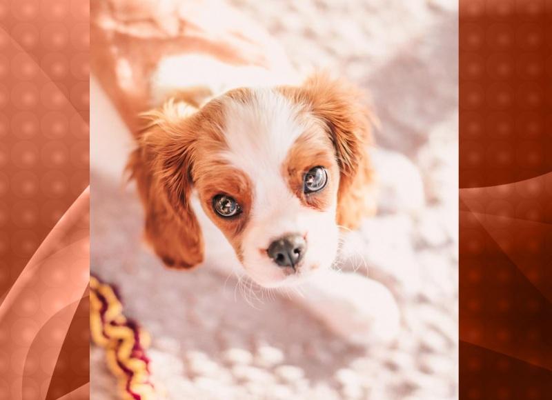 Cavalier King Charles Spaniel - um cão ótimo de ser adestrado