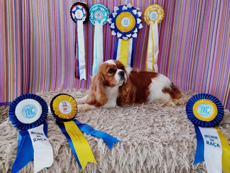 Nosso Canil é o melhor no Ranking CBKC e Ranking Dog Show