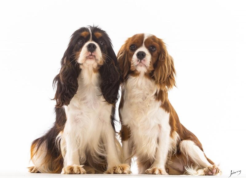 O Cavalier King Charles Spaniel é amigo de outros cães?