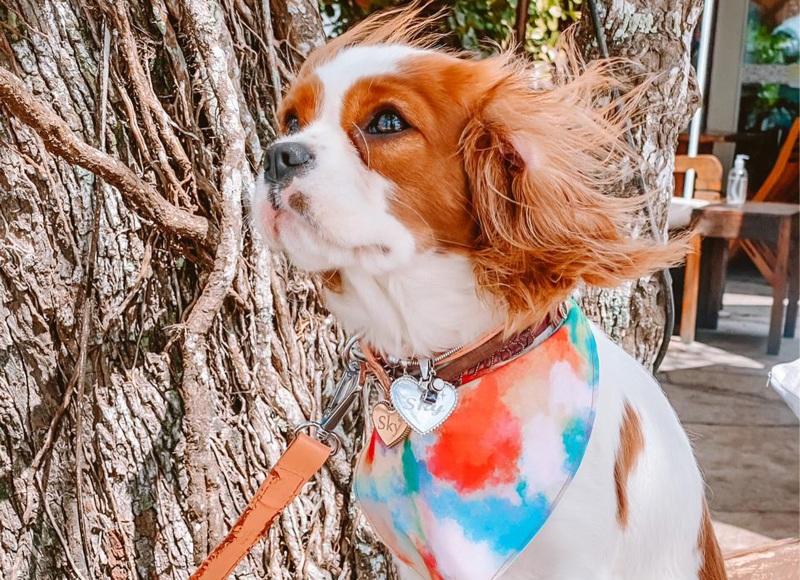 O Cavalier King Charles Spaniel gosta do calor?