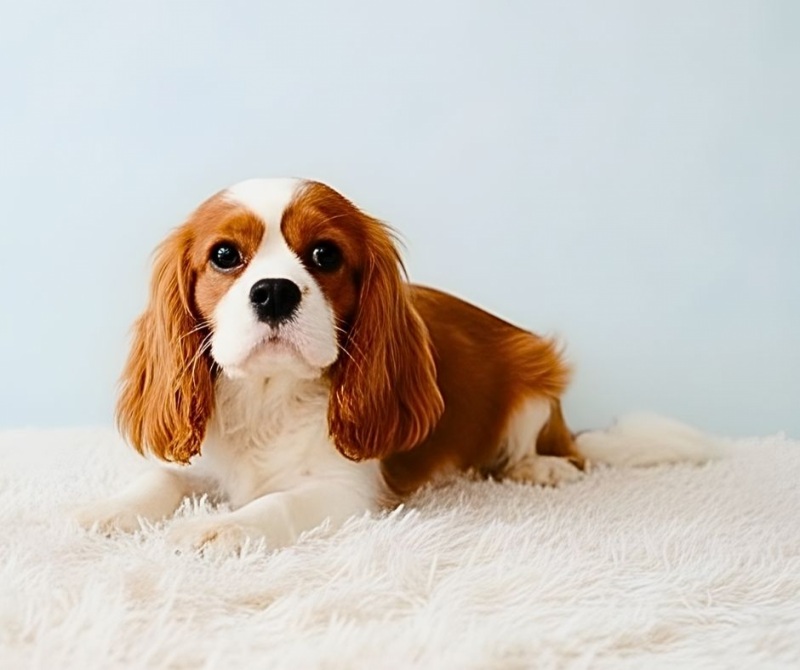 Excaban Harry Potter