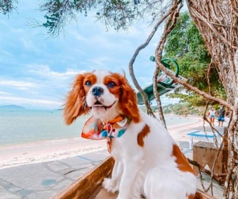 Seu Cavalier King Charles Spaniel tem muita energia?