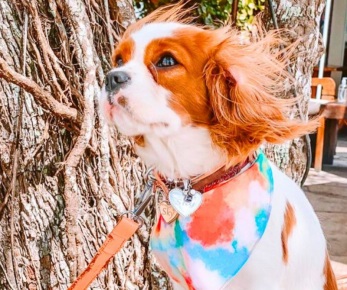 O Cavalier King Charles Spaniel gosta do calor?