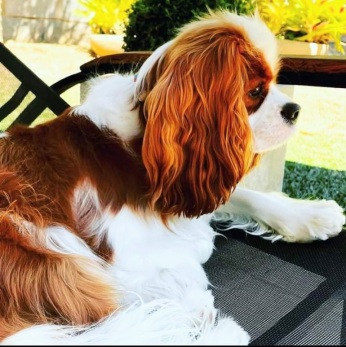 Como é adestrar um Cavalier King Charles Spaniel?