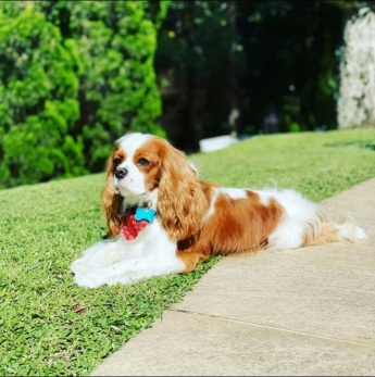 O Cavalier King Charles Spaniel é o seu melhor amigo?