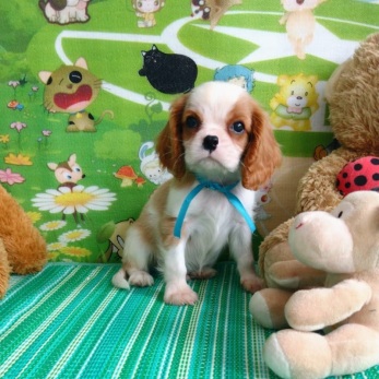 Como escolher um filhote de Cavalier King Charles Spaniel?