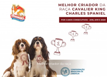 Onde comprar um Cavalier King Charles Spaniel?