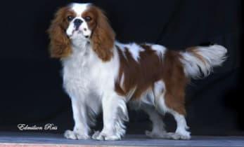 Cavalier King Charles