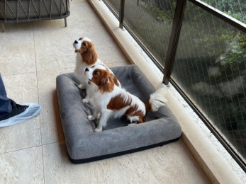 Galerias - Filhotes Vendidos