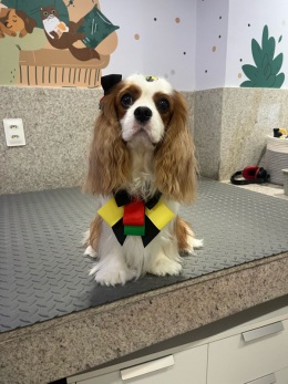 Galerias - Filhotes Vendidos