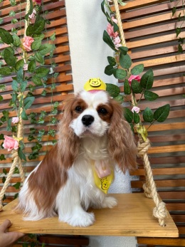 Galerias - Filhotes Vendidos