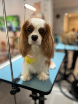 Galerias - Filhotes Vendidos