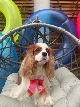 Galerias - Filhotes Vendidos