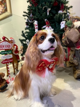 Galerias - Filhotes Vendidos