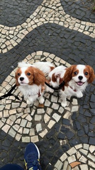 Galerias - Filhotes Vendidos