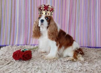 Cavalier King Charles Spaniel - O queridinho da realeza