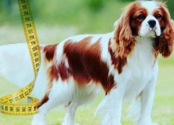 Qual é o tamanho de um Cavalier King Charles Spaniel?