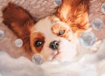 Como é dar banho no Cavalier King Charles Spaniel?