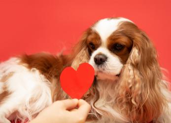 Como é ter um Cavalier King Charles Spaniel?