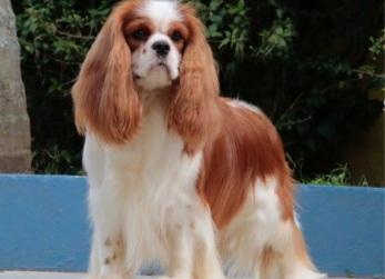 O Cavalier King Charles Spaniel é um cão de guarda?